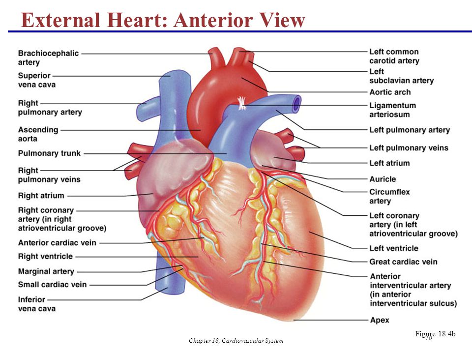 Don't Go Breaking My Heart: Cardiology on the MCAT