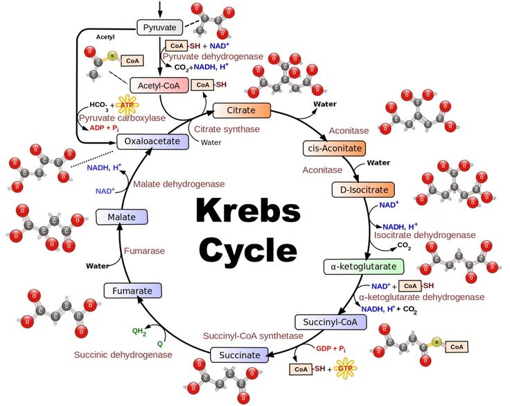 Do I Really Need to Know the Kreb's Cycle?